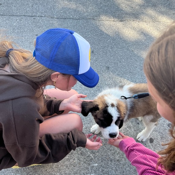 Meet your Posher, Harper - Picture 4 of 5